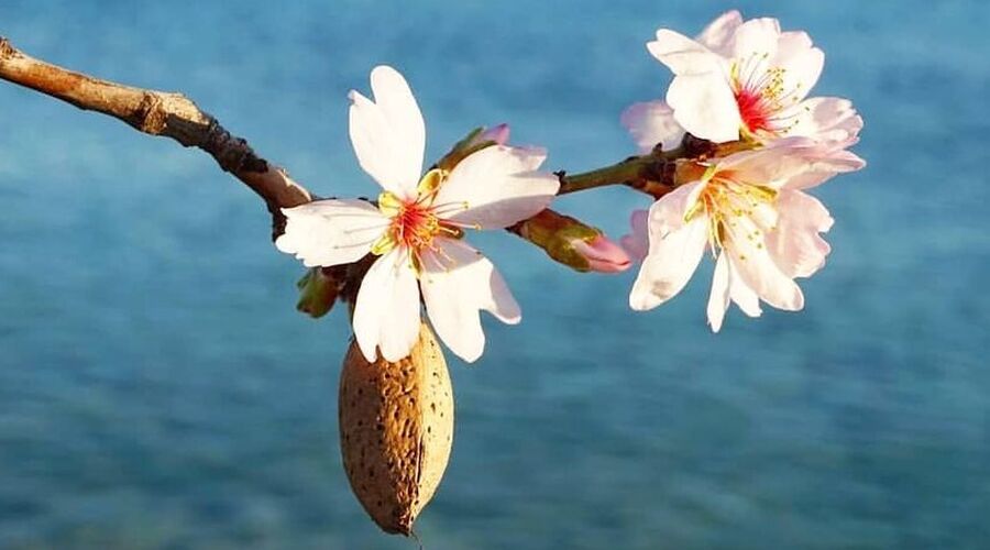 DATÇA BADEM ÇİÇEĞİ FESTİVALİ