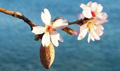 DATÇA BADEM ÇİÇEĞİ FESTİVALİ