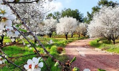 DATÇA BADEM ÇİÇEĞİ FESTİVALİ