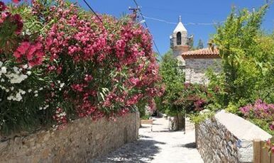 DATÇA BADEM ÇİÇEĞİ FESTİVALİ
