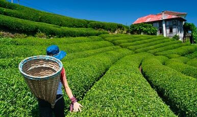 UÇAKLI KARADENİZ KURBAN BAYRAM ÖZEL