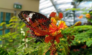 KONYA VE LALE BAHÇELERİ TURU