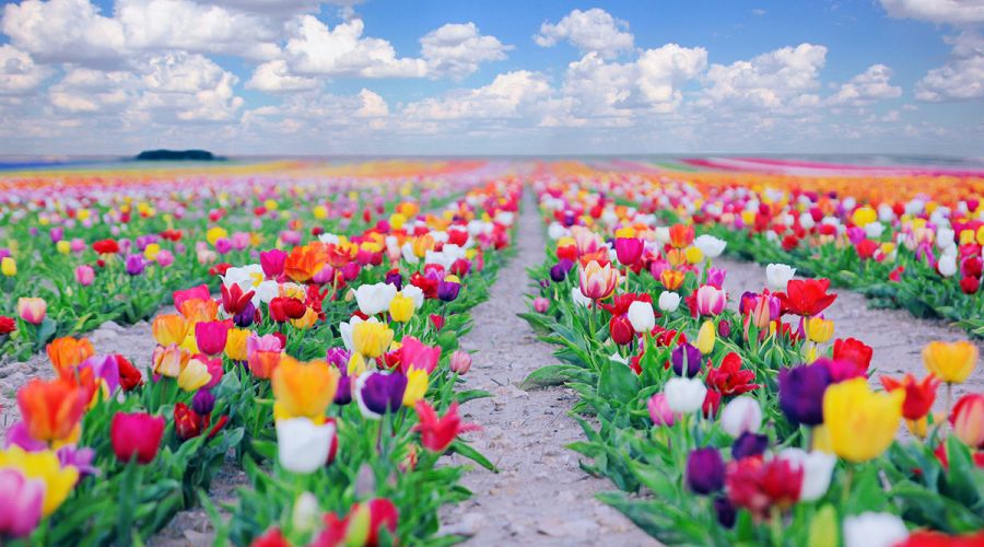 KONYA VE LALE BAHÇELERİ TURU