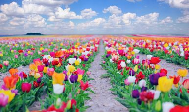 KONYA VE LALE BAHÇELERİ TURU