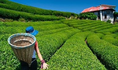 UÇAKLI YAYLALAR ÖZEL  DOĞU KARADENİZ BATUM GÜRCİSTAN TURU