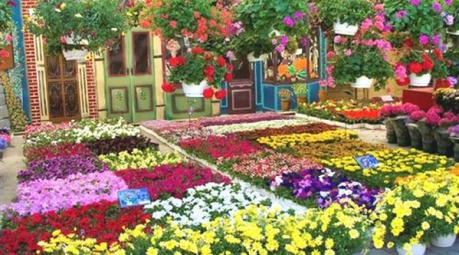 BAYINDIR ÇİÇEK FESTİVALİ VE EGE TURU